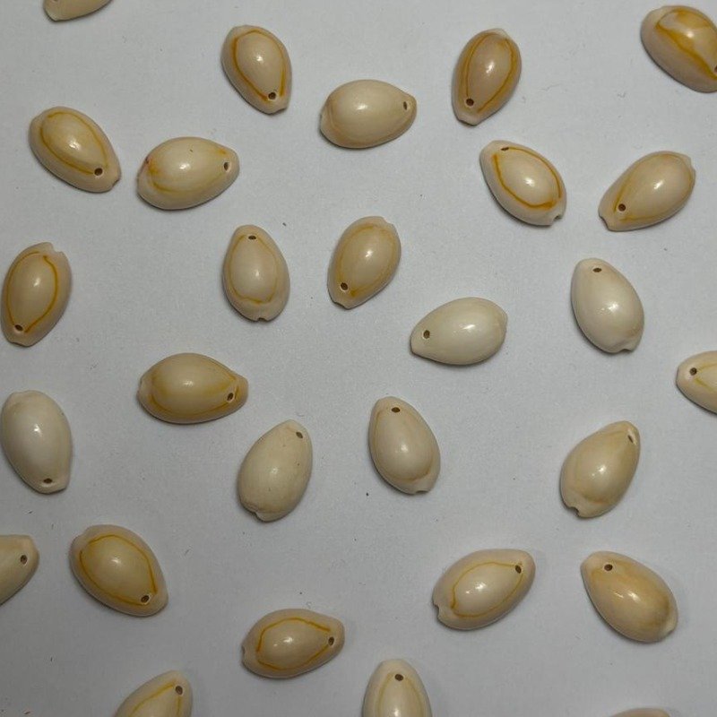 Cowrie Shells